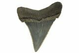 Serrated Angustidens Tooth - Megalodon Ancestor #321704-1